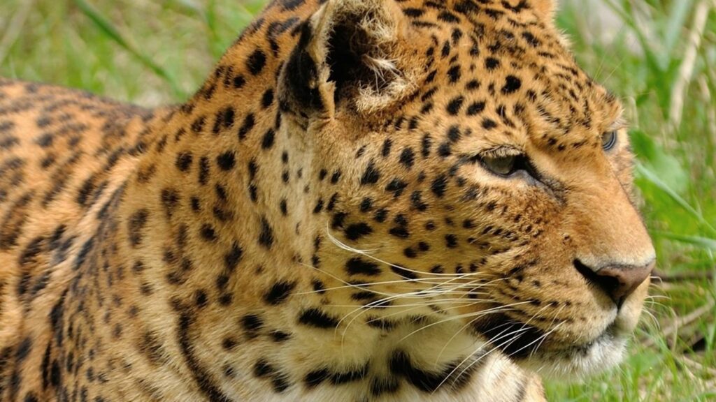 Leopard captured after 20-day search near RBI currency printing facility in Mysuru: Report | Bengaluru