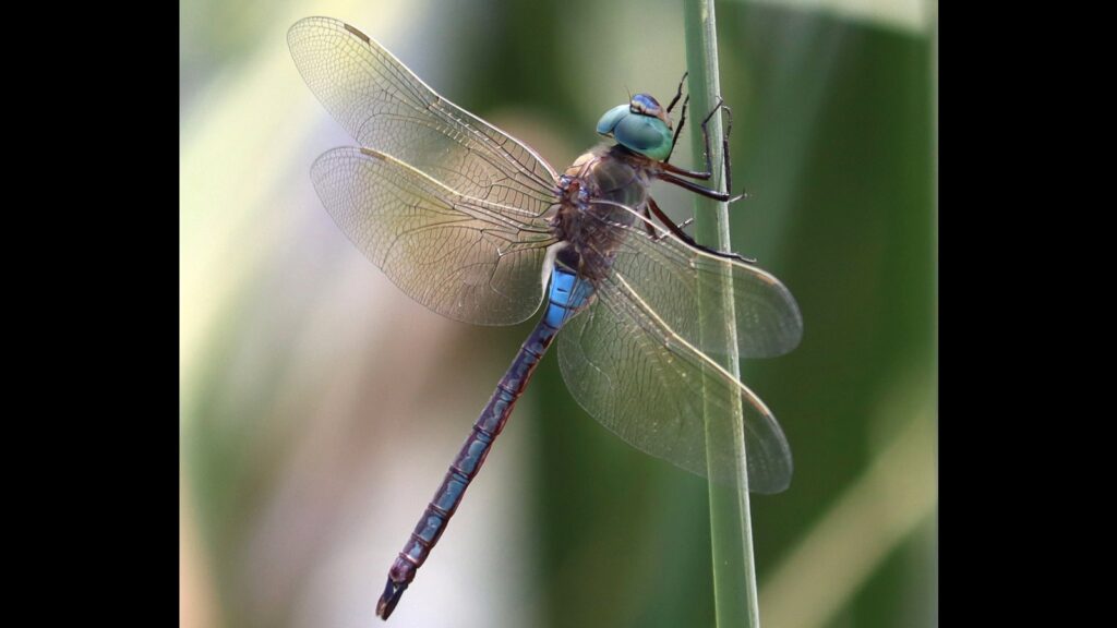 Local species of dragonflies extinct due to urbanisation: Study