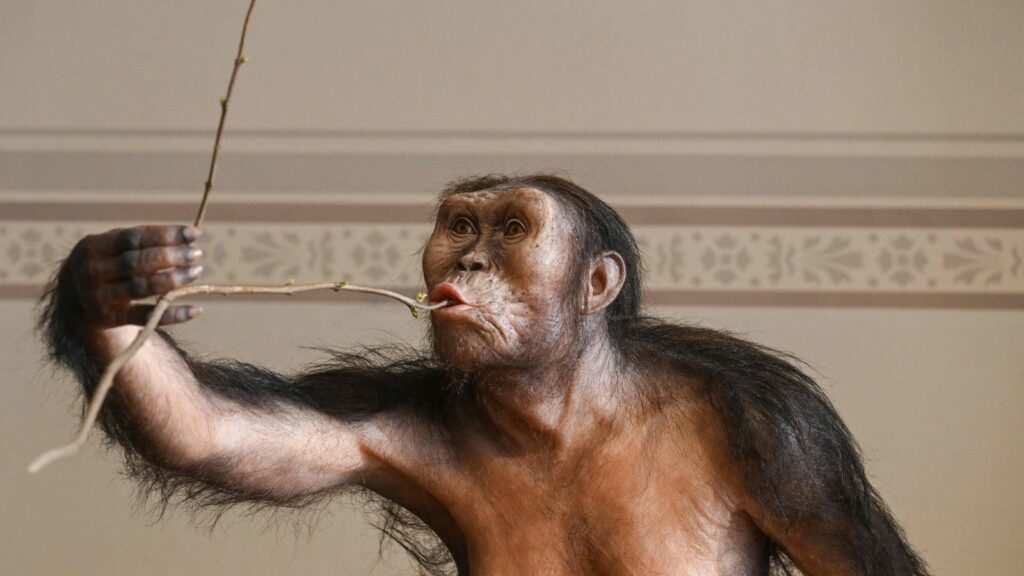 Lucy comes to Europe: See fossil exhibit of 3.18 million year old human ancestor in Prague museum