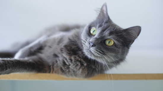 MP town reports India’s first cases of H5N1 flu in domestic cats, owners not infected | Latest News India