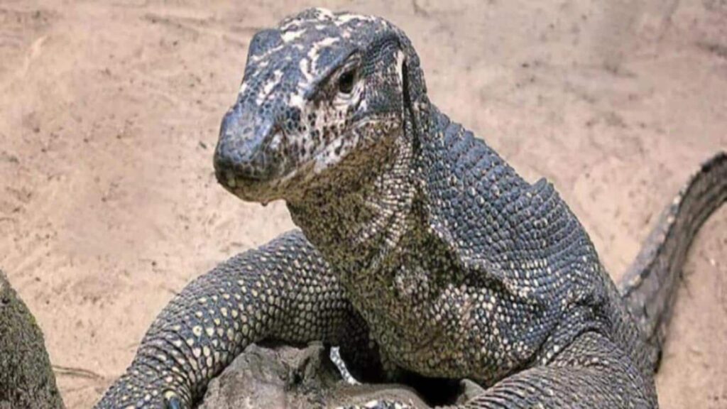 Monitor lizard meat found in abandoned bag in Kolkata hospital; probe on | Kolkata