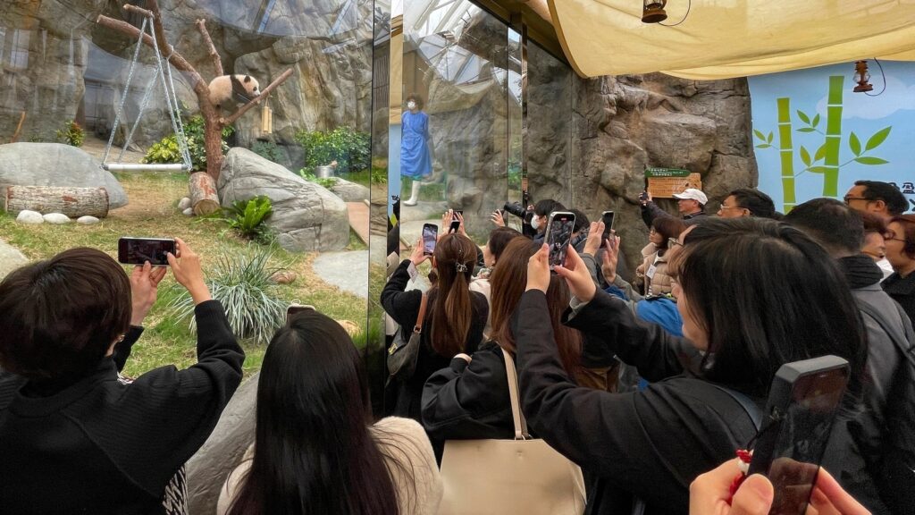 Move over Moo Deng! Hong Kong’s panda cubs are ready to go viral to get tourists back | Travel
