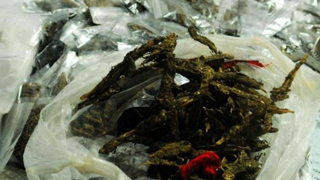 Noida: Police destroy 647 kilos of cannabis worth ₹1.25 crore on court order