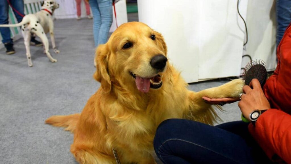 Noida all set to host mega pet carnival on Feb 9, 12 top pooches and parents to win prizes