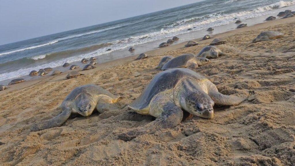 Odisha beach sees record mass nesting of 6.41 lakh Olive Ridley sea turtles