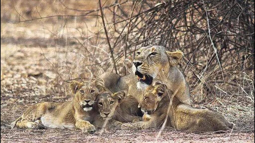 PM Modi to unveil ₹2,927-cr Project Lion in Gir on March 3: Gujarat officials
