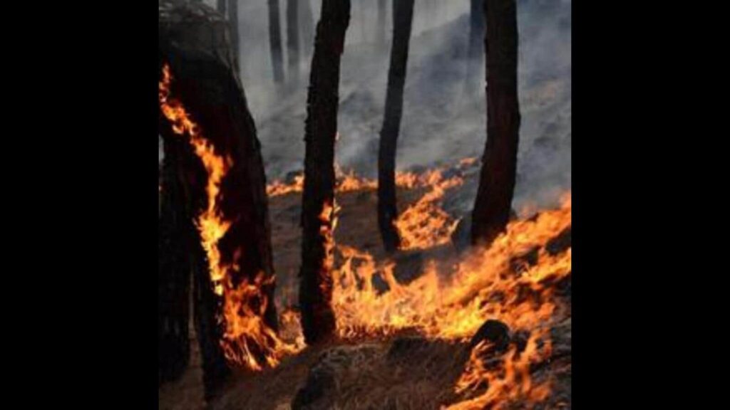 Rise in forest fires in J&K amid prolonged dry spell