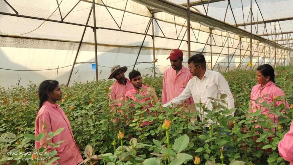 Rose exports expected to dip by 25% ahead of V-Day this year