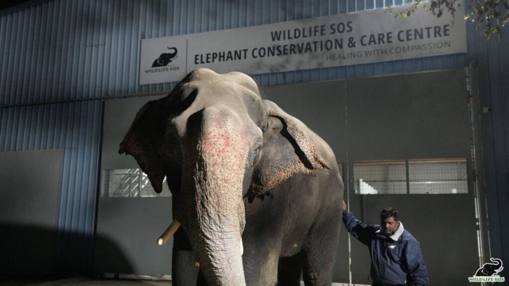 Sangli forest department to seize elephant used for illegal procession