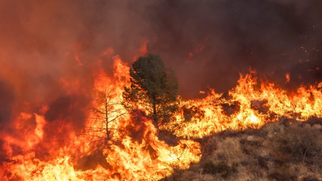 Scientists rush to assess ocean damage caused by Los Angeles wildfires | World News
