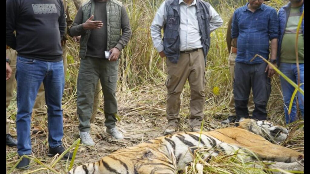 Speeding car kills tiger in U.P.’s Kheri