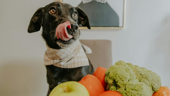 Superfoods for super pets: Tips to boost immunity, coat, and gut health of your furry friend