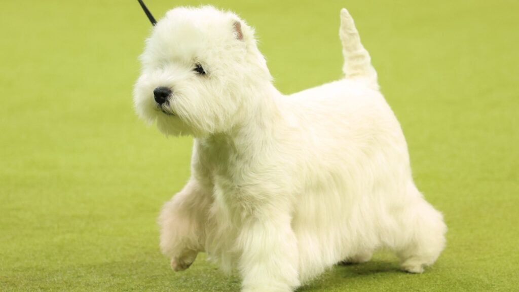The real champs: These Dog Bowl pups are not just cute, but athletic too | Photos