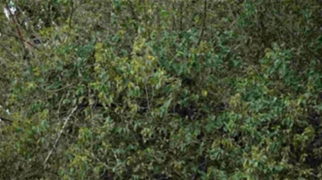 There’s a well-hidden leopard in this mind-bending optical illusion, can you spot it? | Trending