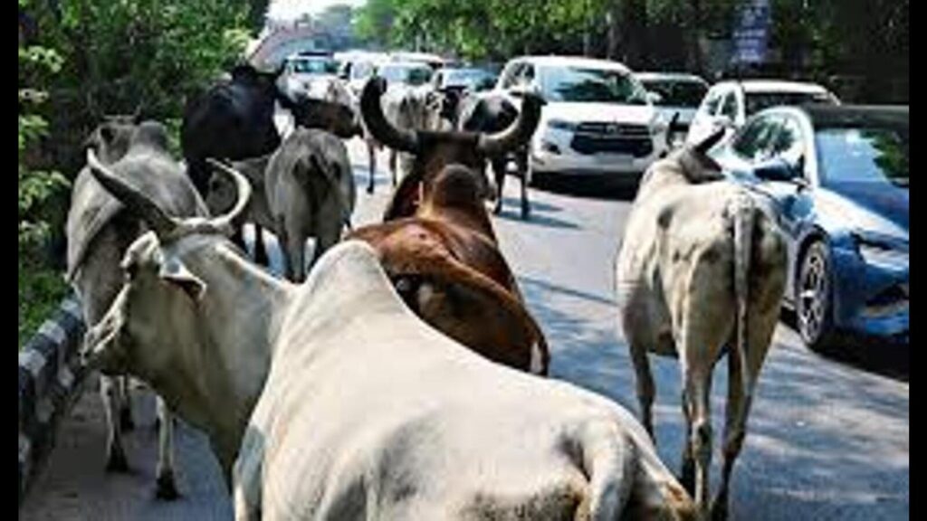 UP Budget 2025-26: Stray cattle remain in focus with ₹2K cr thrust