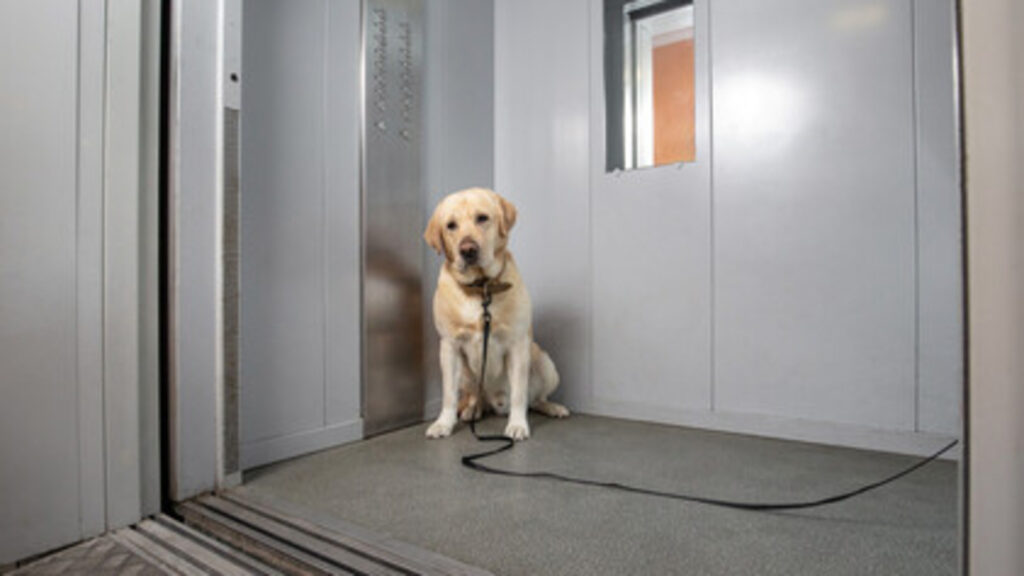Video: Woman clashes with 8-year-old boy over dog entry in lift in Noida Gaur City; debate on pets using lifts reignited