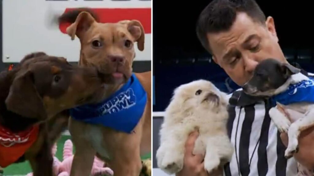 Who won Puppy Bowl 2025? Over 100 adorable rescue dogs from Team Ruff and Team Fluff win hearts