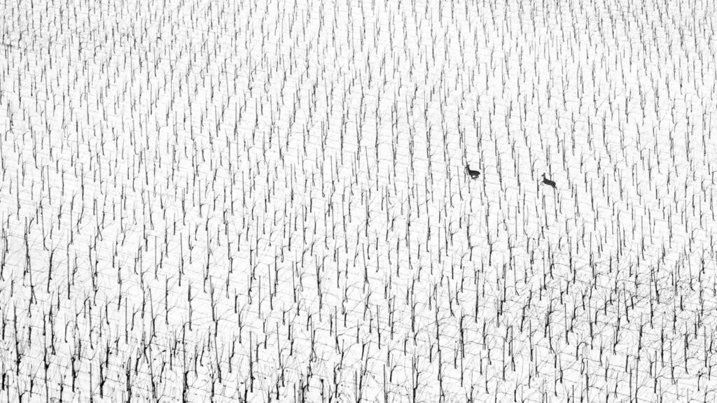 World Nature Photography Awards 2025: Check out this year’s winning images