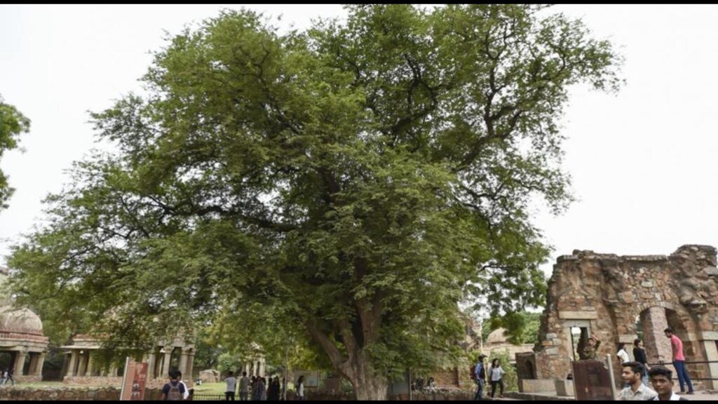 1,752 heritage trees identified in Panvel to be conserved by PMC | Mumbai news