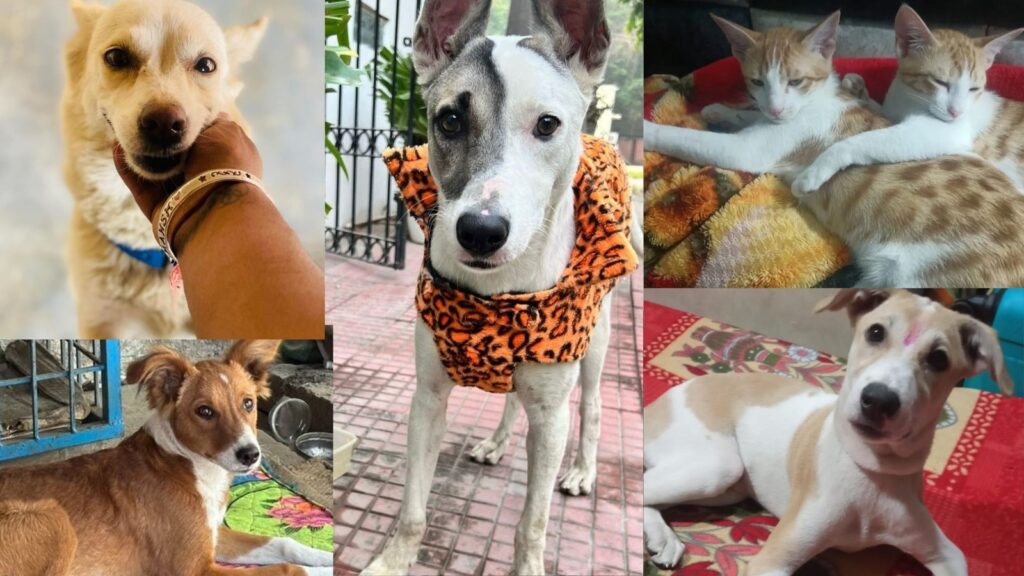 Adopt A Pet: Delhi-NCR folks, bring home a furry pal and turn pawsome!