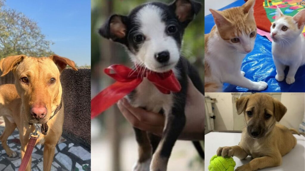 Adopt a Pet: Delhi-NCR residents, bring home a loving companion from this bunch of furry buddies