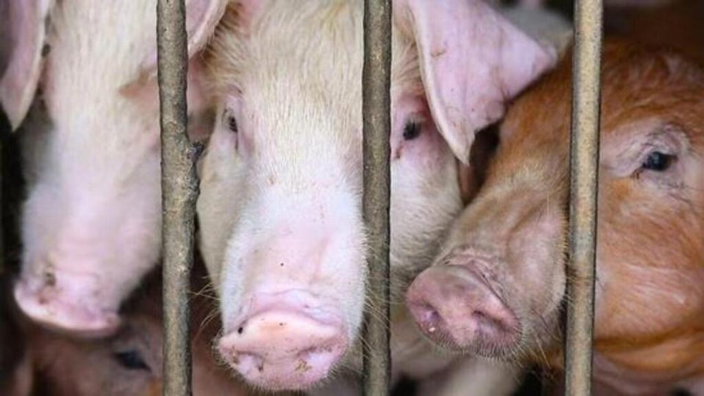 African Swine Fever kills 509 pigs in Mizoram: Officials