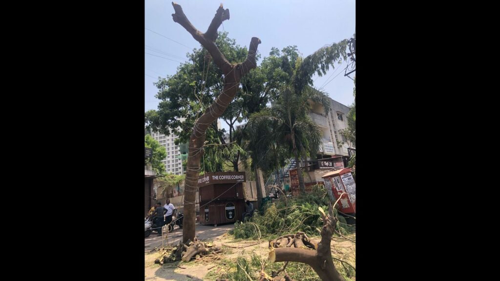 Amid rampant tree felling, citizens accuse PMC garden department of neglect