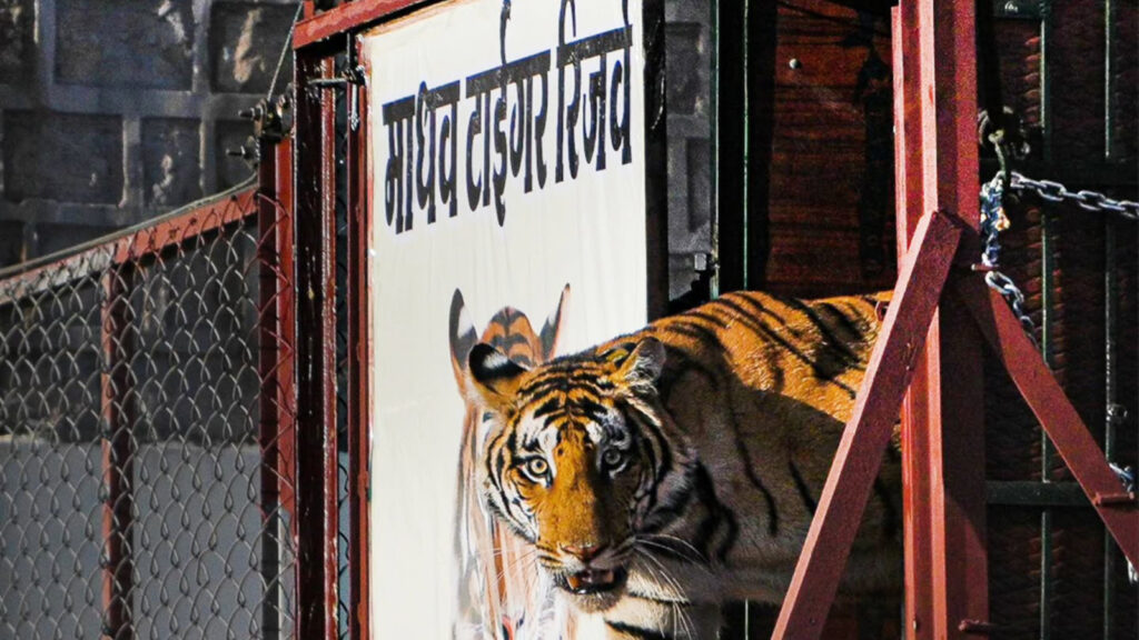 As Madhav National Park turns into a tiger reserve, here are top 5 must-visit tiger reserves in India