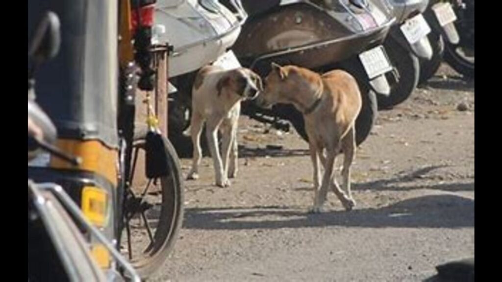 Bahraich villagers under stray dog attack; child killed, 14 injured in 10 days