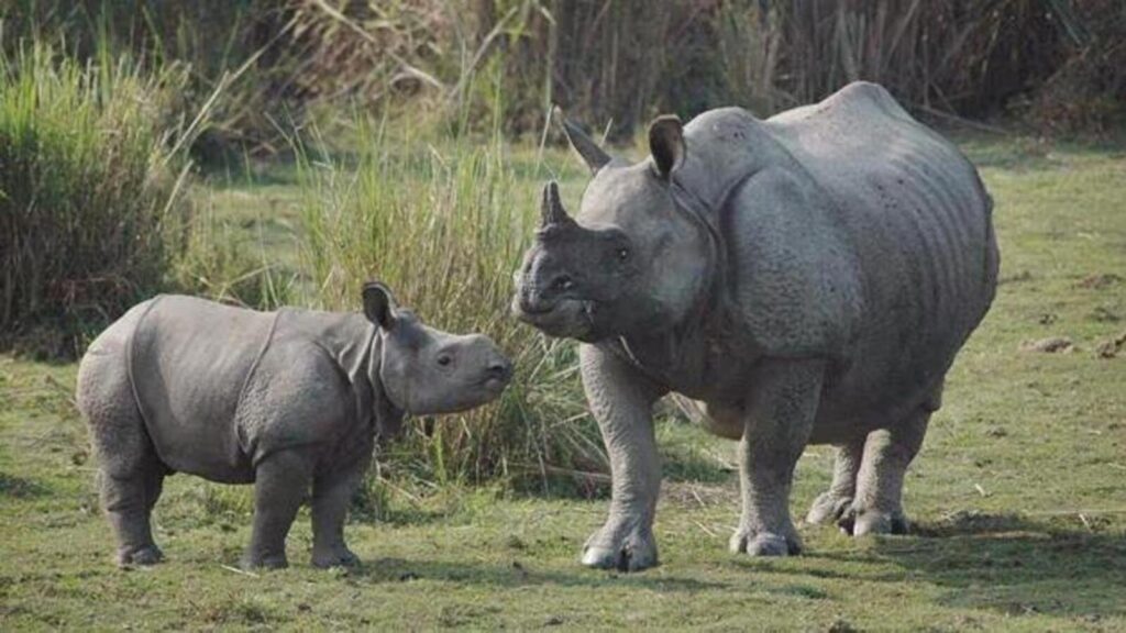 Bengal records over 50% rise in rhino population in 10 years: Officials | Kolkata