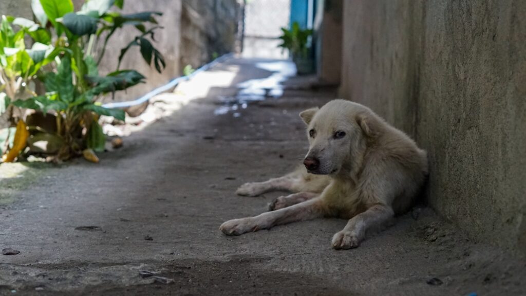 Bengaluru: Bihar man caught sexually abusing stray dog in Jayanagar, arrested | Bengaluru
