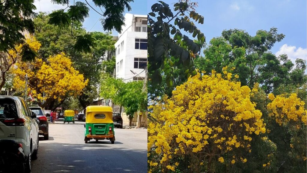 Bengaluru’s flowering trees turn streets into a spectacular seasonal showcase | In Photos