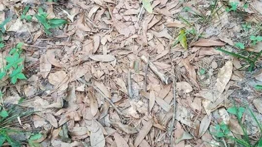 Beware! A sneaky snake is hiding in this baffling optical illusion, can you spot it in 10 seconds? | Trending