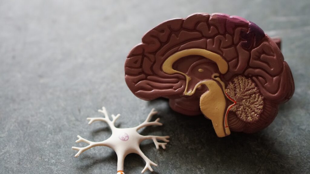 Blood test shows promise for early detection of dementia: Study | Health