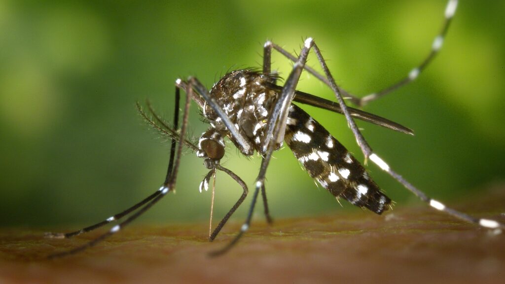CDC warns US travellers of growing Dengue threat. Here’s what you need to know
