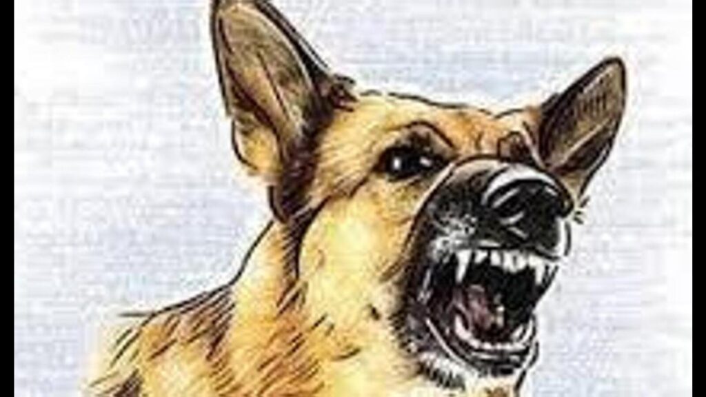 Chandigarh: 3 months after pet German shepherd bit boy, police book owner