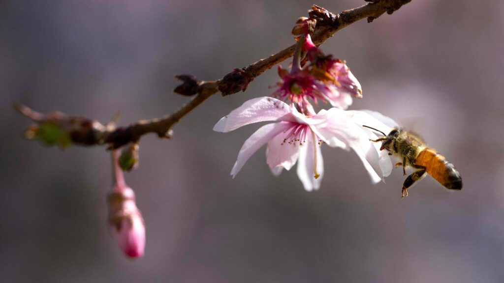 Cherry blossoms reach Stage 5 ‘puffy white’ in Washington DC | Photos