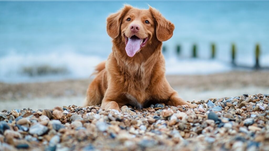 Chinese woman spends over ₹19 lakh to clone her late dog using a skin sample | Trending
