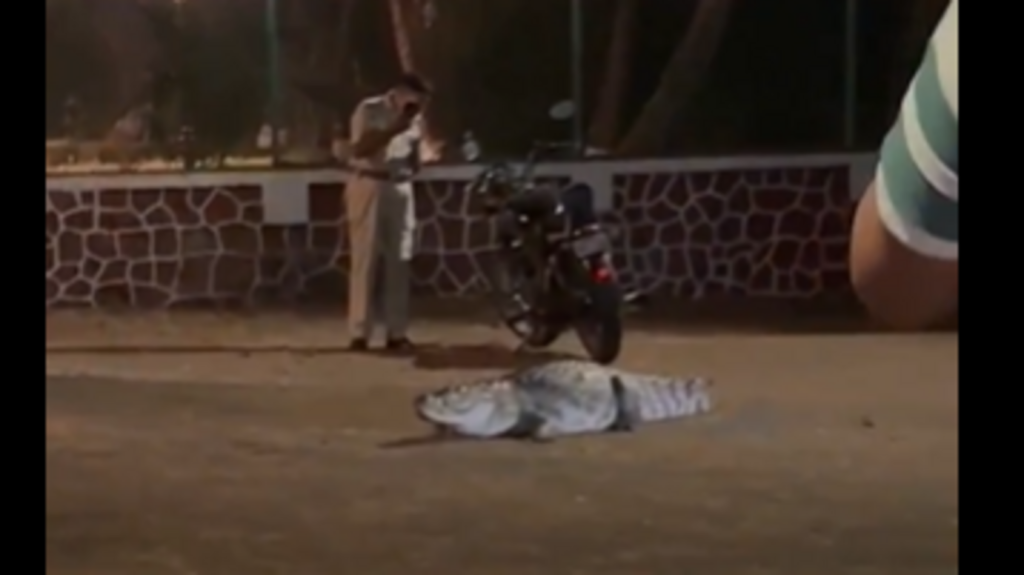 Crocodile spotted casually roaming inside IIT-Bombay campus, Internet stunned. Video | Trending