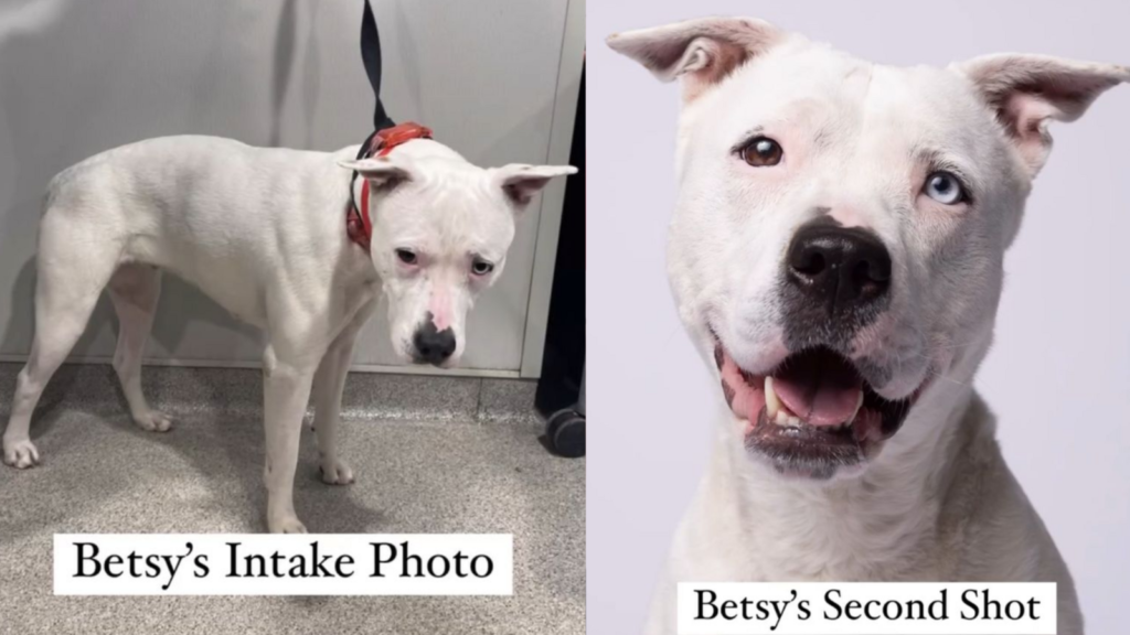 Deaf pit bull finds a loving home after viral photo captures hearts: ‘She is a doll’ | Trending