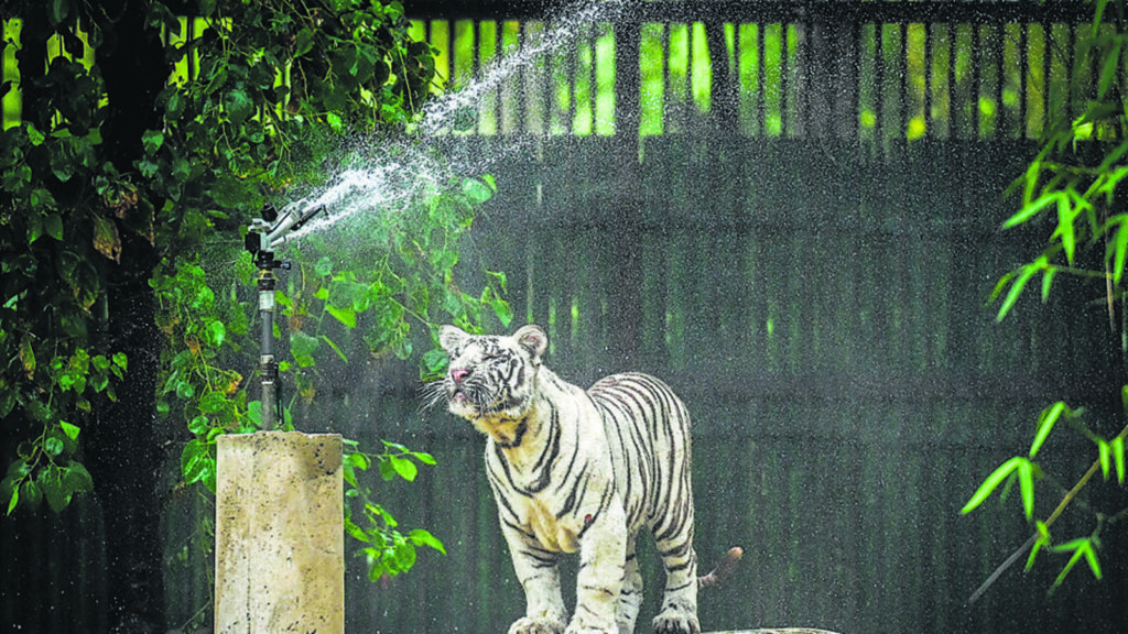 Delhi Zoo rolls out summer action plan to protect animals from rising heat | Latest News Delhi