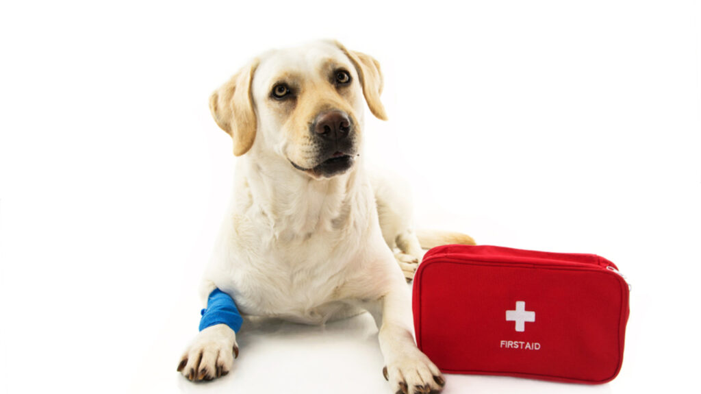 Don’t have first aid kit for your pet? Vet shares essential supplies to handle emergencies at home