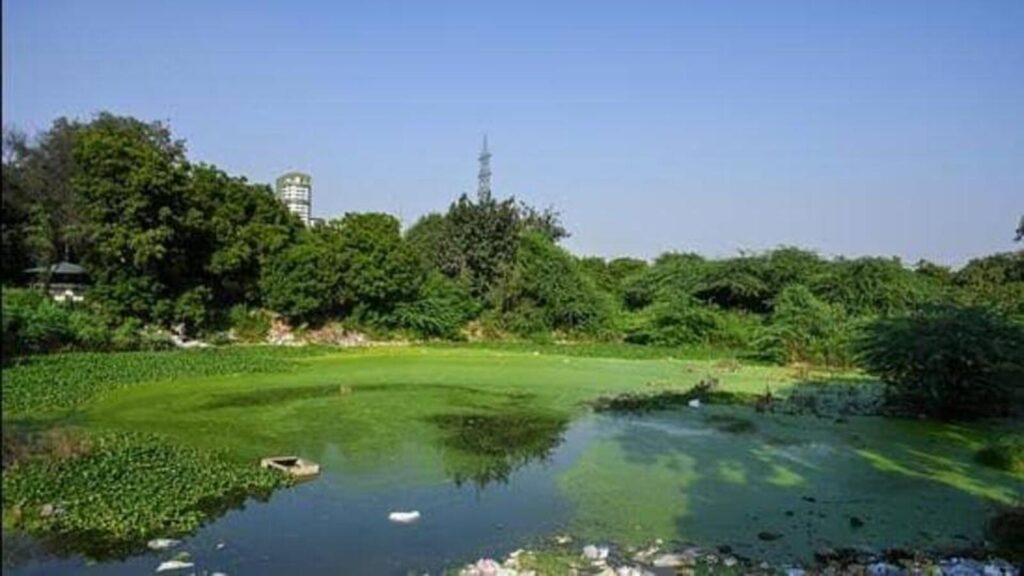 Efforts on to reclaim all wetlands, GB Nagar admin tells NGT