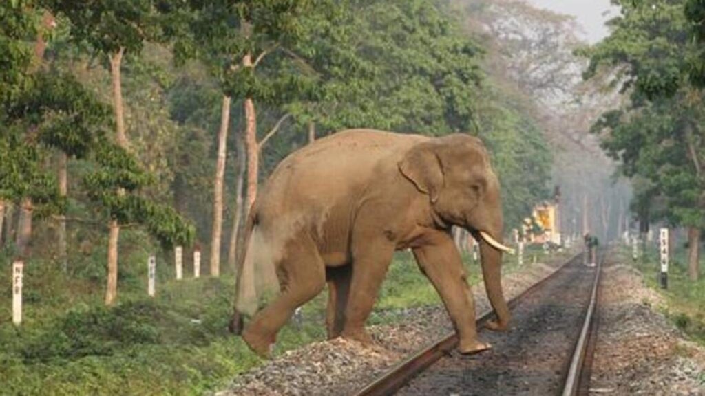 Ex-army officer dies in elephant attack during IDS trial on north Bengal tracks | Kolkata