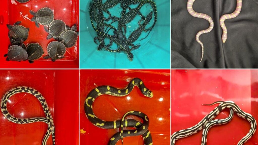 Exotic species including snakes, tortoises seized from Bhubaneswar airport