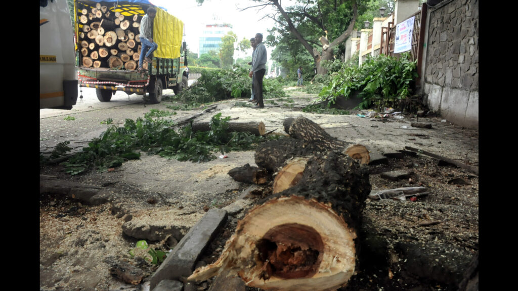 Finally, PCMC files police complaint for illegal tree felling