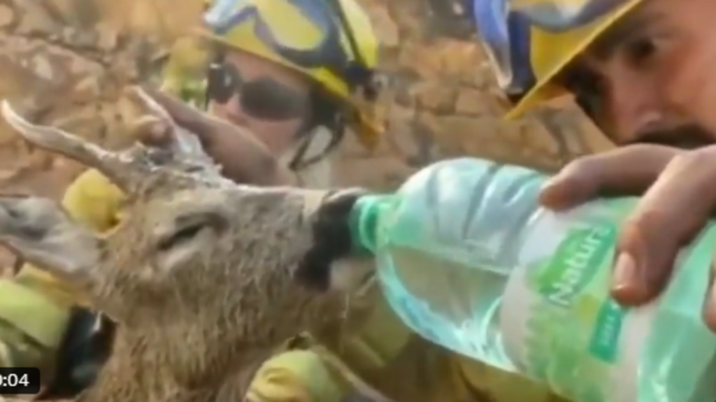 Firefighter wins hearts as he gives thirsty deer water after it survives fire. Video | Trending
