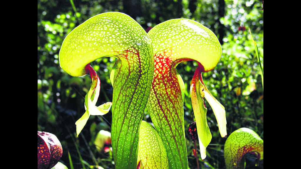 Fleshy, flame-born, voracious: The world’s strangest blooms