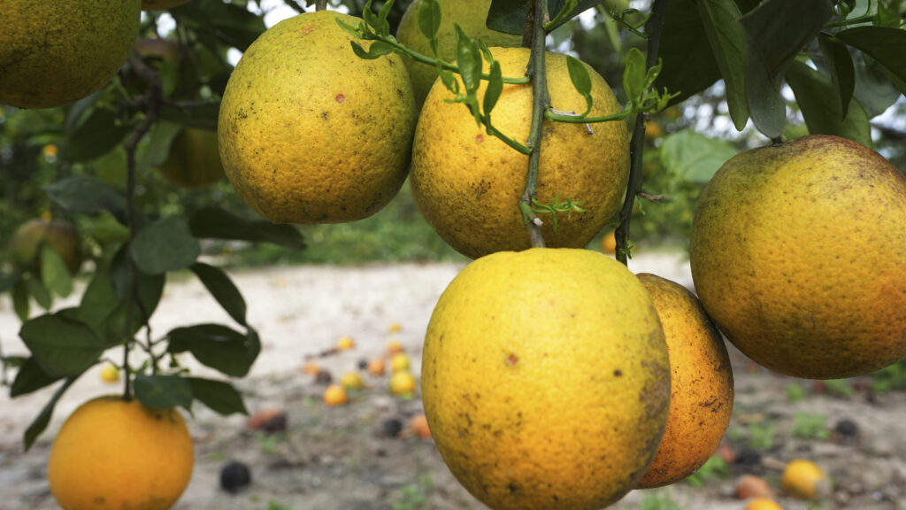 Florida’s citrus industry faces threats from hurricanes, disease and real estate