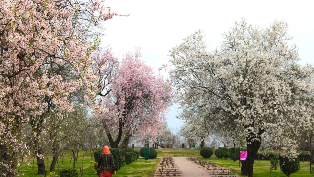 Forget Tulip Gardens, this almond blossom wonderland in Kashmir is a must-visit | Travel